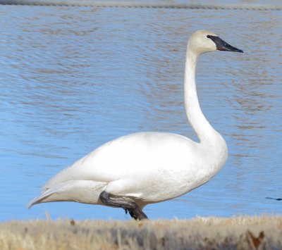 Trumpeter Swan