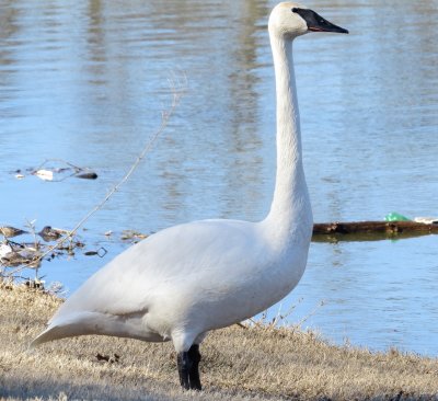 Trumpeter Swan