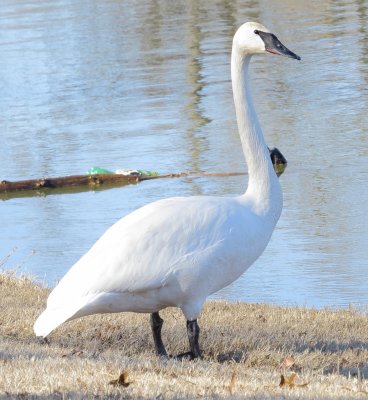 Trumpeter Swan