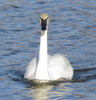 Trumpeter Swan