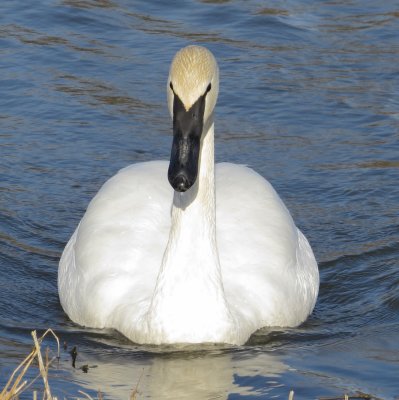Trumpeter Swan