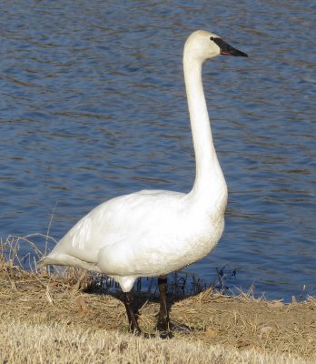 Trumpeter Swan