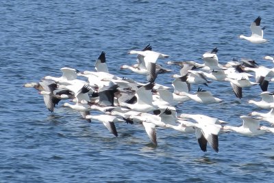 Snow Goose and Ross' Goose