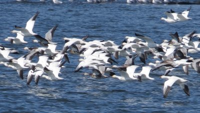 Snow Goose 
