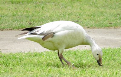 Snow Goose