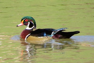 Wood Duck