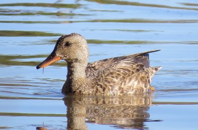 Gadwall