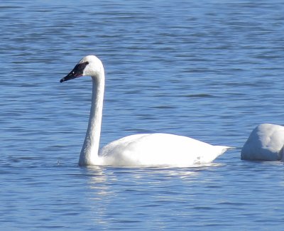 Trumpeter Swan