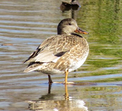 Gadwall