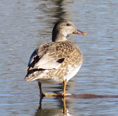 Gadwall