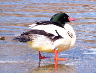Common Merganser