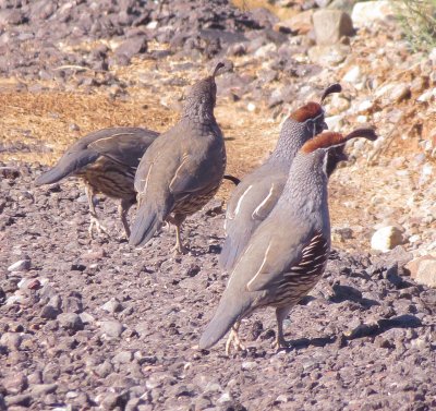 Gambel's Quail