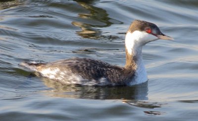 Horned Grebe