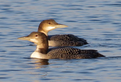 Common Loon