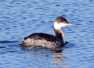 Horned Grebe