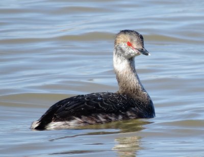 Horned Grebe