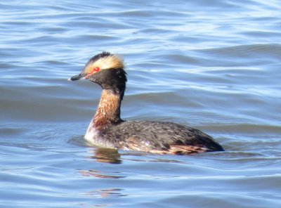 Horned Grebe