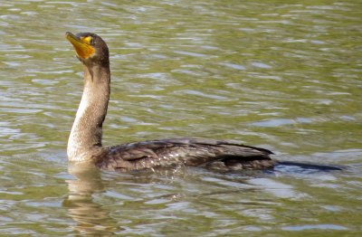 Double-Crested Cormorant