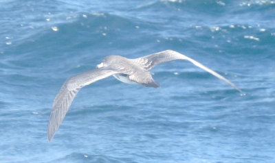 Pink-Footed Shearwater