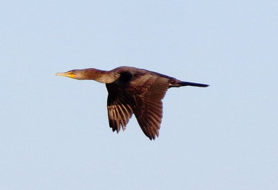 Double-Crested Cormorant