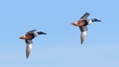 Northern Shoveler