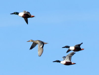 Northern Shoveler
