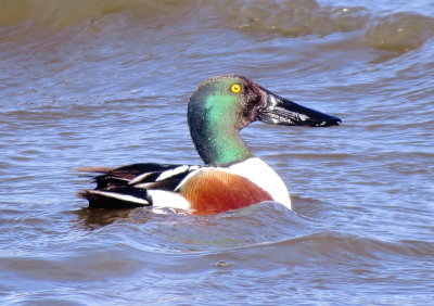 Northern Shoveler