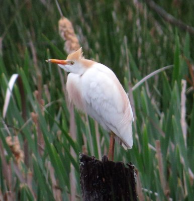 Western Cattle Egret