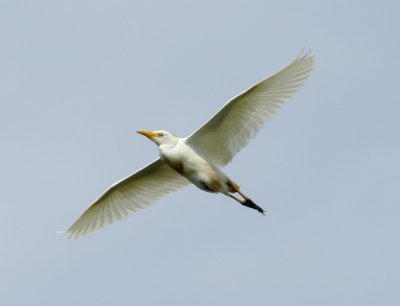 Western Cattle Egret