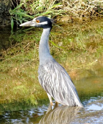 Yellow-Crowned Night Heron