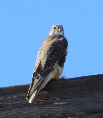 Prairie Falcon