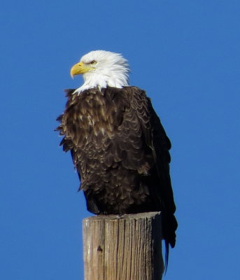 Bald Eagle