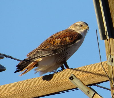 Ferruginous Hawk