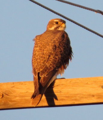 Prairie Falcon