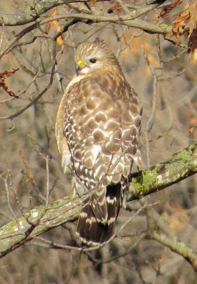 Red-Shouldered Hawk
