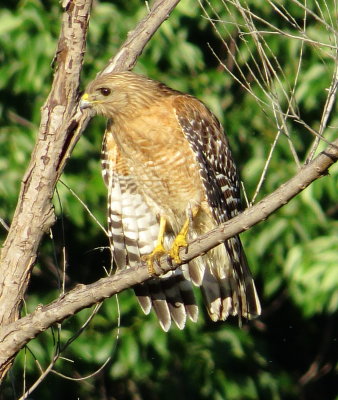 Red-Shouldered Hawk
