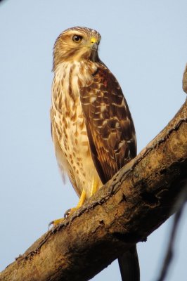 Red-Shouldered Hawk