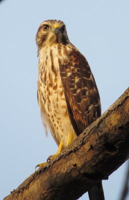 Red-Shouldered Hawk