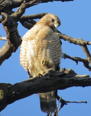 Red-Shouldered Hawk