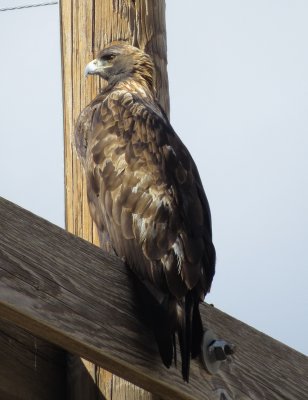 Golden Eagle