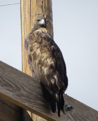 Golden Eagle