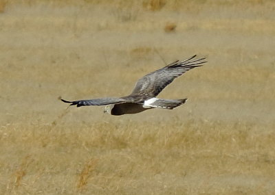 Northern Harrier