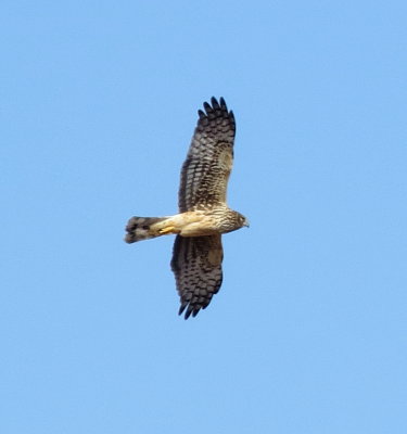 Northern Harrier