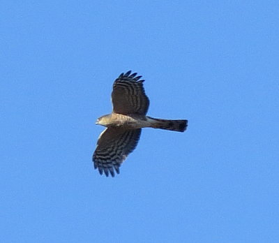 Sharp-Shinned Hawk
