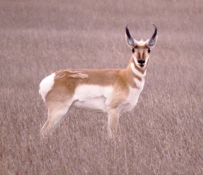 Pronghorn