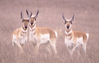 Pronghorn