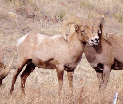 Rocky Mountain Bighorn Sheep