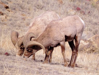 Rocky Mountain Bighorn Sheep
