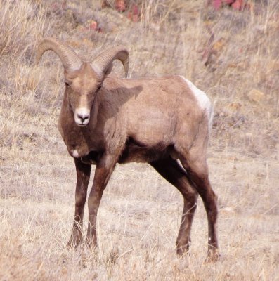 Rocky Mountain Bighorn Sheep