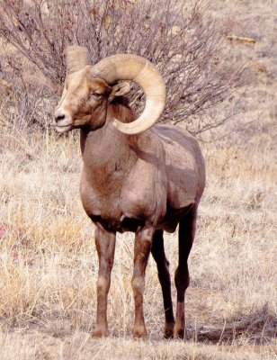 Rocky Mountain Bighorn Sheep